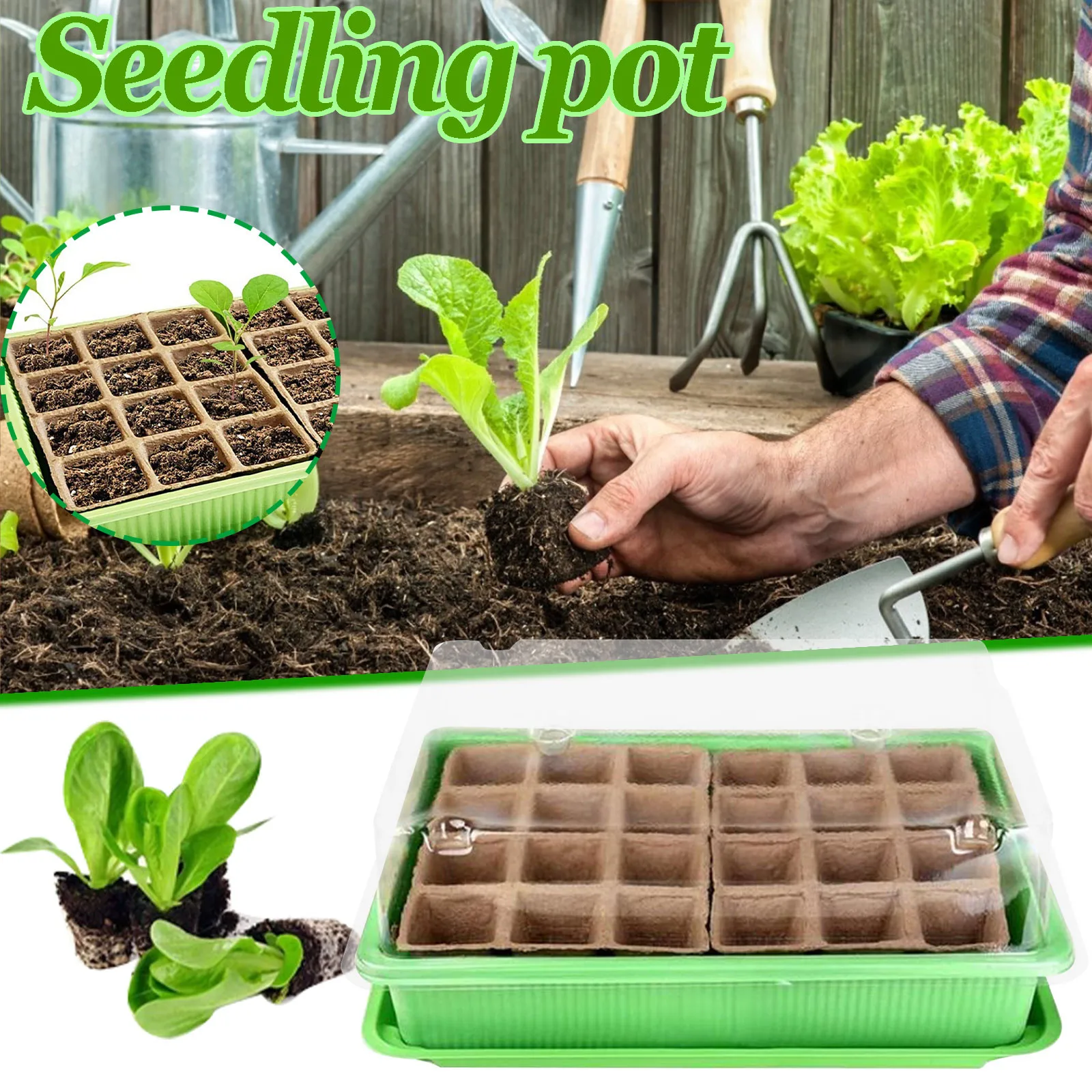 Tangerine Tree Live Plant 24 Cells Gardening Mini Breathable Lids Plastic Germination Box Nursery Pots Northeast Grass
Tangerine Tree Live Plant 24 Cells Gardening Mini Breathable Lids Plastic Germination Box Nursery Pots Northeast Grass