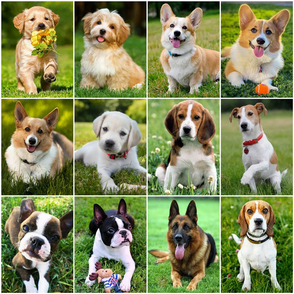 Huacan Diy Diamond Embroidery Cross Stitch Dog Painting Corgi Diamond Art Mosaic Animal Living Room Decoration
Huacan Diy Diamond Embroidery Cross Stitch Dog Painting Corgi Diamond Art Mosaic Animal Living Room Decoration