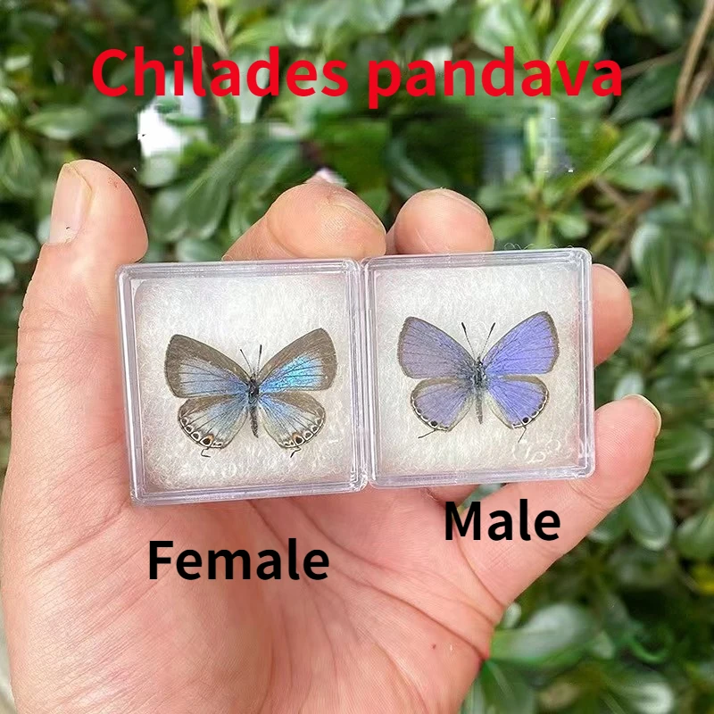 

Настоящие образцы бабочек, драгоценные Детские образцы Pandava, мужские и женские образцы, популярные научные учебные пособия, сделай сам, ремесло, домашний декор