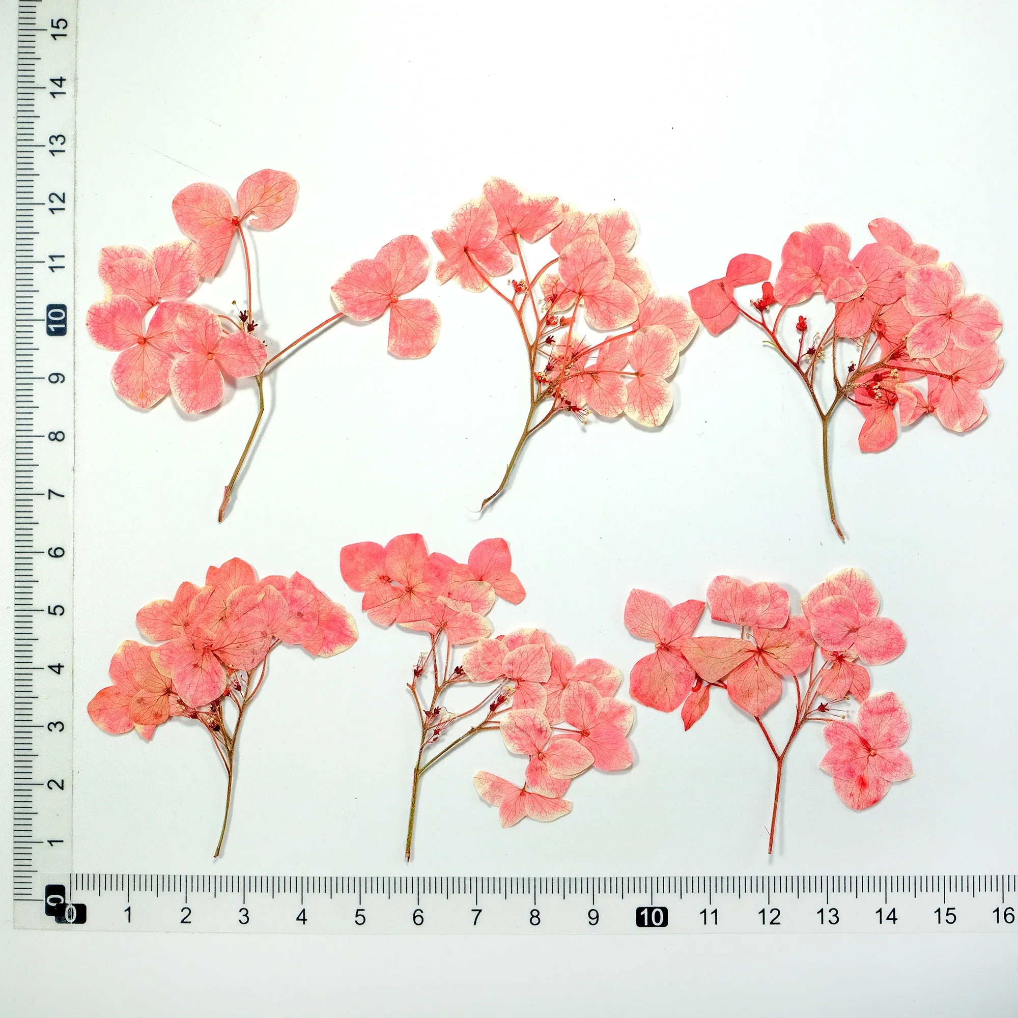 Прессованные сухие цветы розовой гортензии NYAConfetti 12 шт.
Прессованные сухие цветы розовой гортензии NYAConfetti 12 шт.