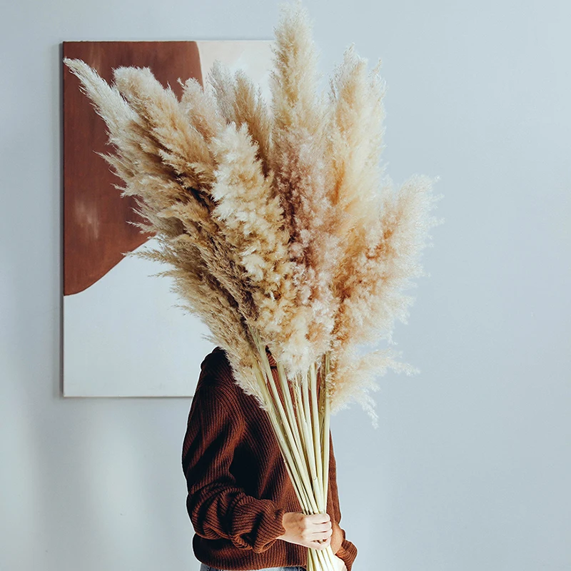 Natural Dried Pampas Grass Fluffy Pampas Bouquet Boho Long Dried Flowers Wedding Arch Decor Home Living Room Flower Arrangement
Natural Dried Pampas Grass Fluffy Pampas Bouquet Boho Long Dried Flowers Wedding Arch Decor Home Living Room Flower Arrangement
