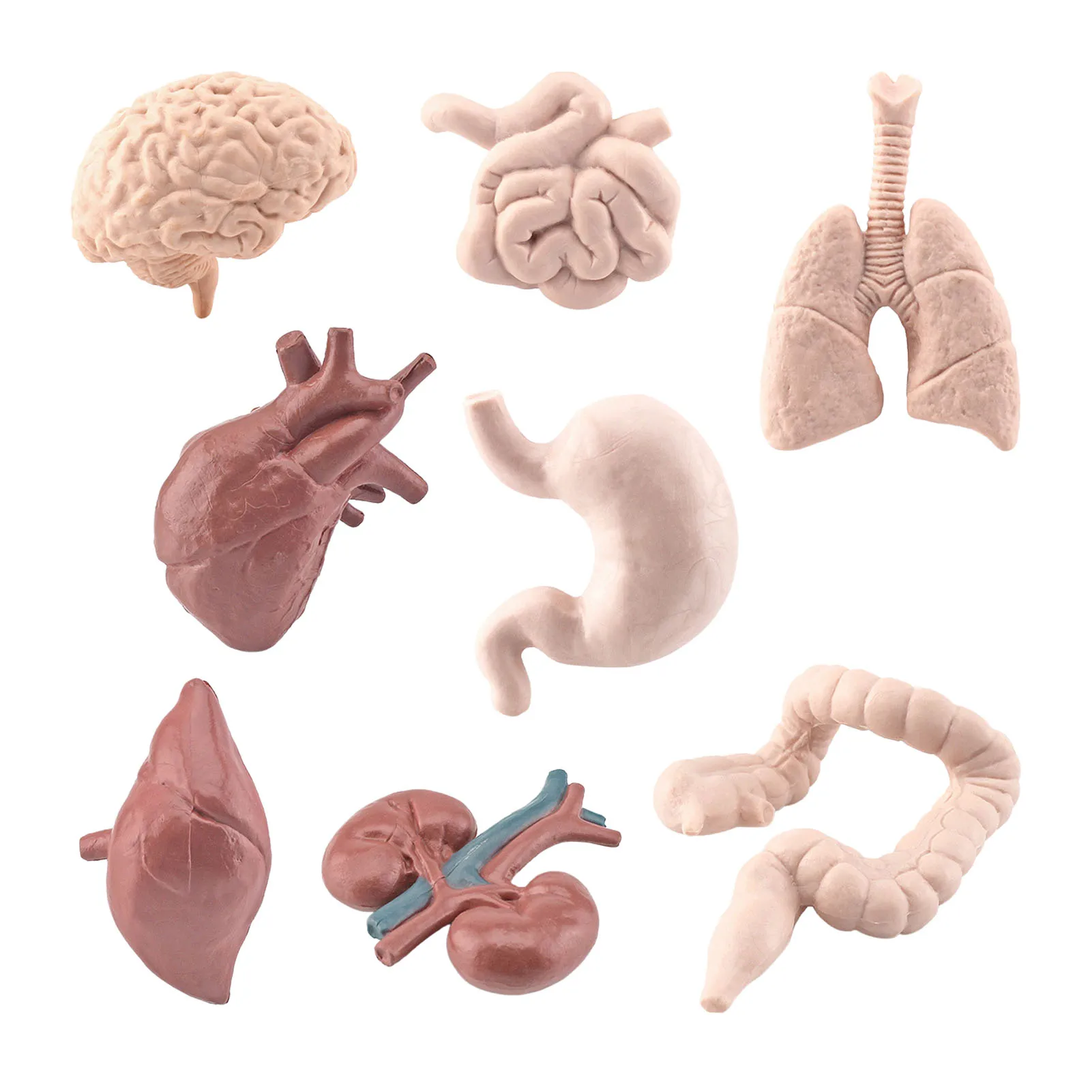 3D Human Body Organ 8pcs PVC Organ Structure Model 3D Toys Science Kits Toys For Boys Girls Human Body Organs Awareness
3D Human Body Organ 8pcs PVC Organ Structure Model 3D Toys Science Kits Toys For Boys Girls Human Body Organs Awareness