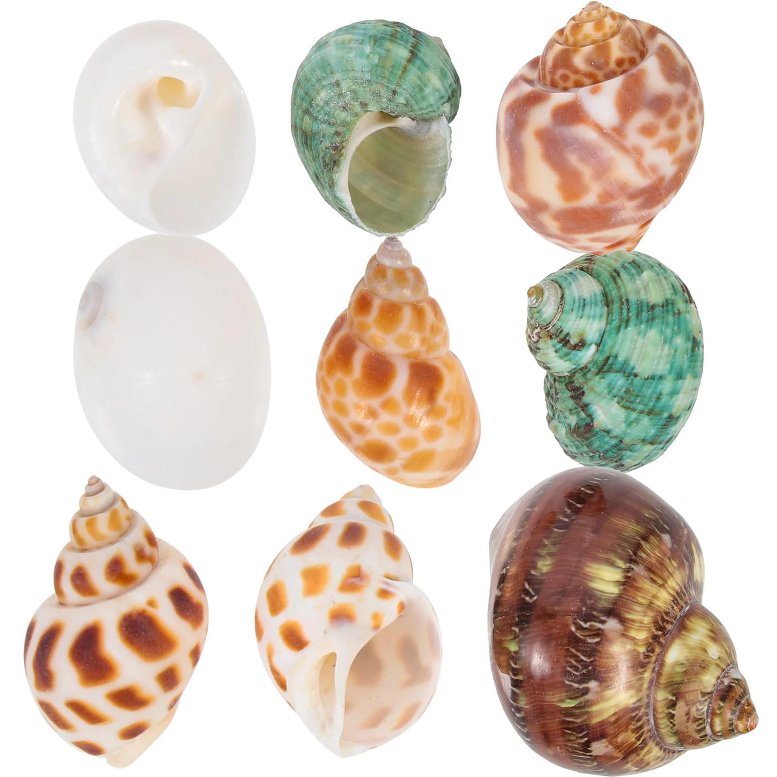 Hermit Conch Crab Shells Fish Tank Natural Shell Aquarium Ocean Seashell Large Jumbo Ornament House Decoration Collectors
Hermit Conch Crab Shells Fish Tank Natural Shell Aquarium Ocean Seashell Large Jumbo Ornament House Decoration Collectors