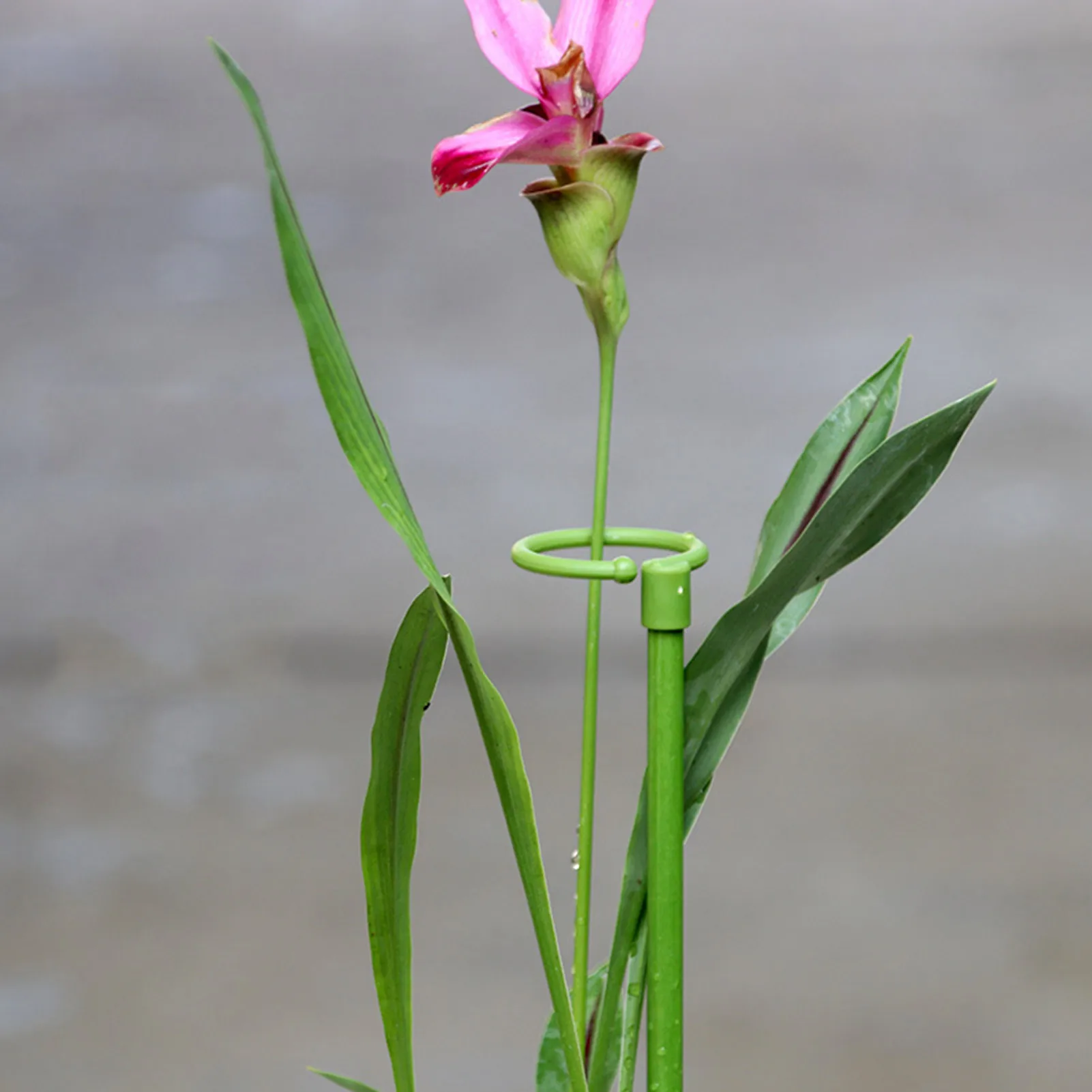 6 Pcs Single Stem Flower Plant Support Plant Cage Support Ring Plant Sticks Garden Plant Stakes For Peony Lily Narcissus
6 Pcs Single Stem Flower Plant Support Plant Cage Support Ring Plant Sticks Garden Plant Stakes For Peony Lily Narcissus