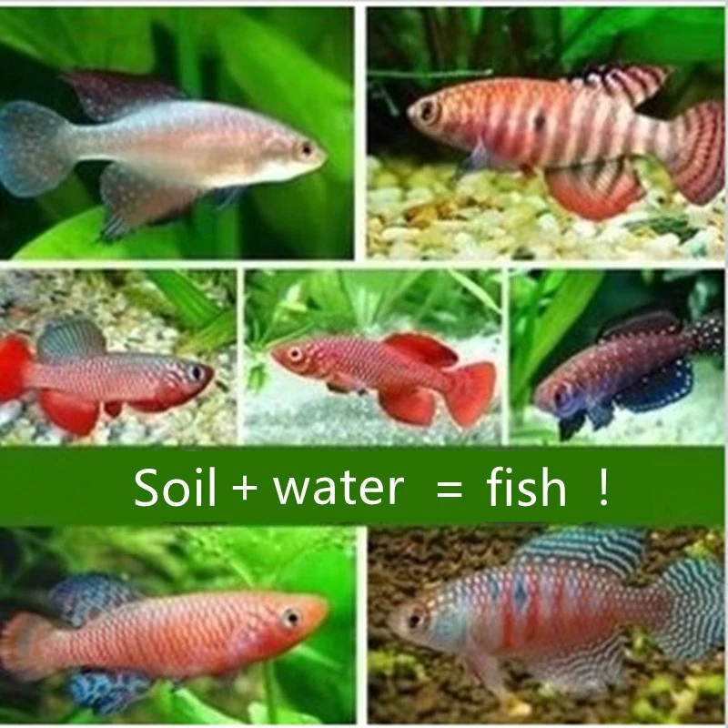 1 Set Grow Magic Soil + Water = Fishes Caviar Live Tank Fish Egg Pet Education Hatching Toys
1 Set Grow Magic Soil + Water = Fishes Caviar Live Tank Fish Egg Pet Education Hatching Toys