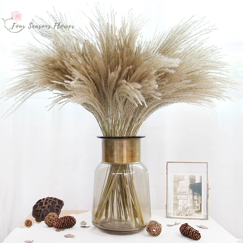 20pcs Pampas Grass Real Reed Dried Flowers Home Decor Autumn Natural Plant Home Wedding Party Decoration Accessories Dry Flower 
20pcs Pampas Grass Real Reed Dried Flowers Home Decor Autumn Natural Plant Home Wedding Party Decoration Accessories Dry Flower