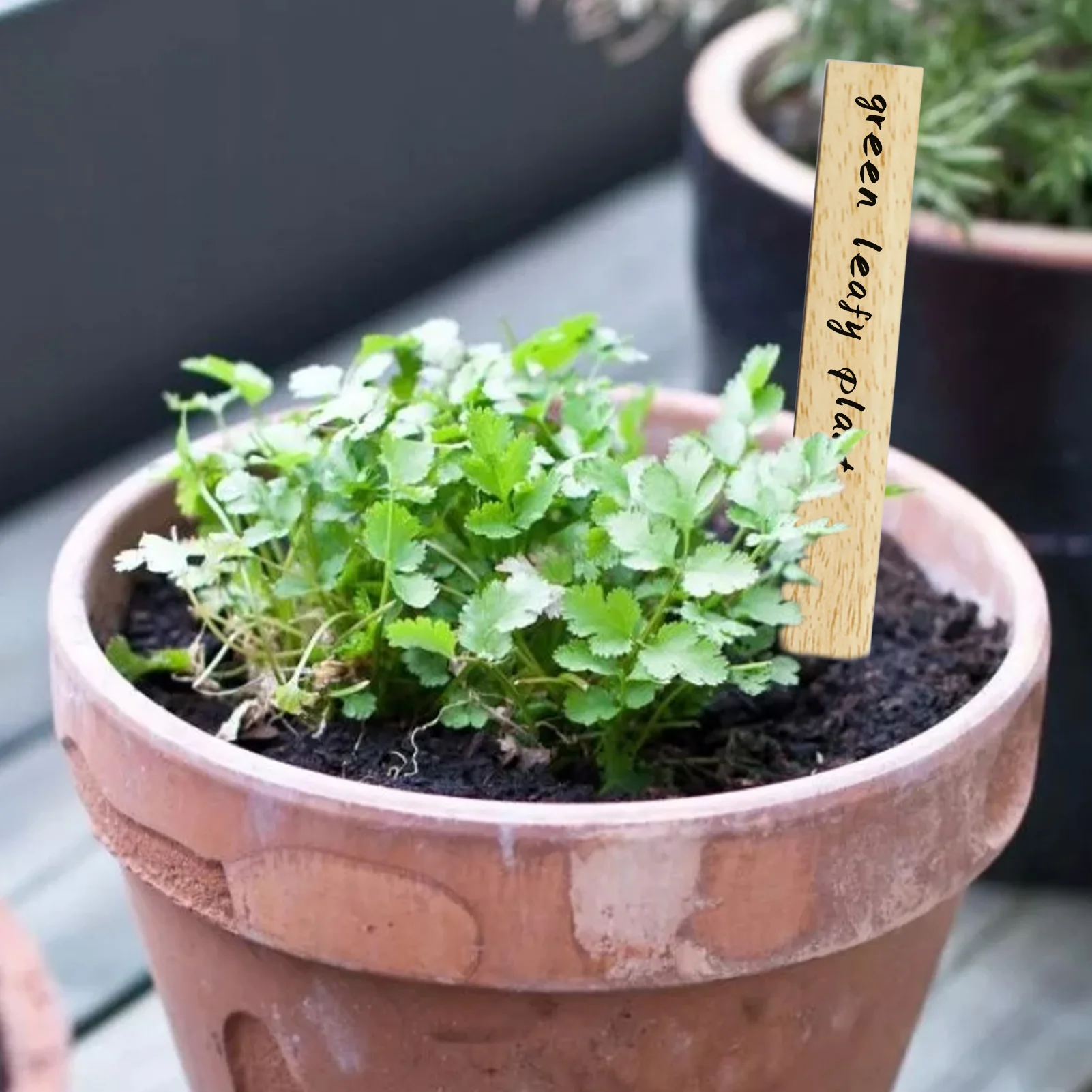 50pcs Plant Labels Wooden Crafts Flower Insert Sign Plant Tag Nursery Garden Tags For Seed Potted Herbs Flowers Vegetables
50pcs Plant Labels Wooden Crafts Flower Insert Sign Plant Tag Nursery Garden Tags For Seed Potted Herbs Flowers Vegetables