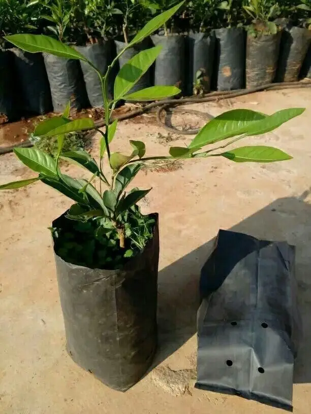 20X30CM diameter 12cm high 25cm Black thickening Nursery bag lemon Fruit seeds citrus
20X30CM diameter 12cm high 25cm Black thickening Nursery bag lemon Fruit seeds citrus