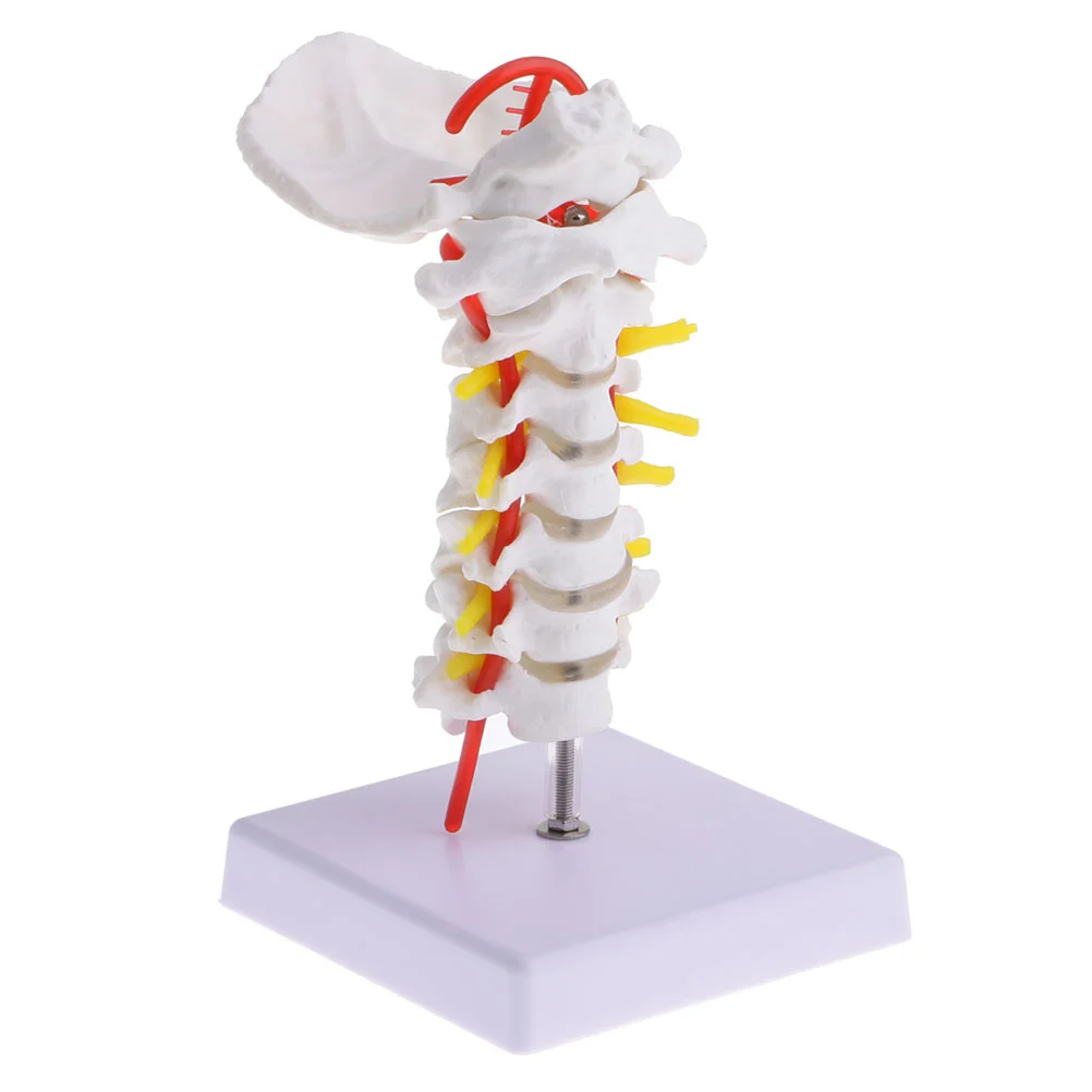 Cervical Spine Carotid Artery PVC Model Medical Teaching Tool Human Mannequin Aldult Posterior Biology Manikin
Cervical Spine Carotid Artery PVC Model Medical Teaching Tool Human Mannequin Aldult Posterior Biology Manikin