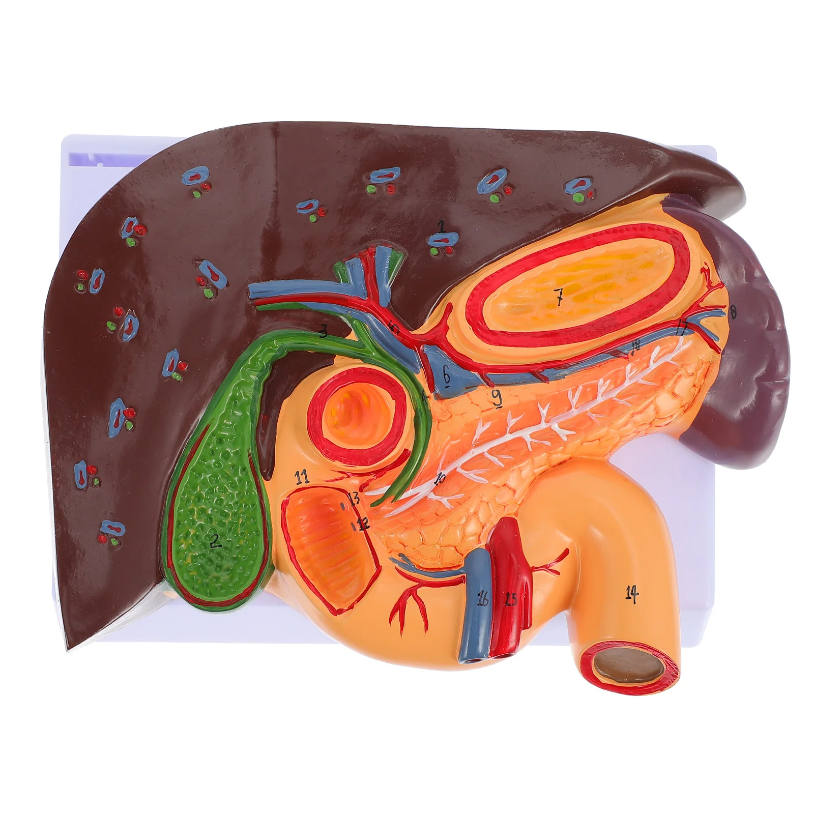 Human Liver Model Liver Anatomical Model Model Teaching Instrument 
Human Liver Model Liver Anatomical Model Model Teaching Instrument