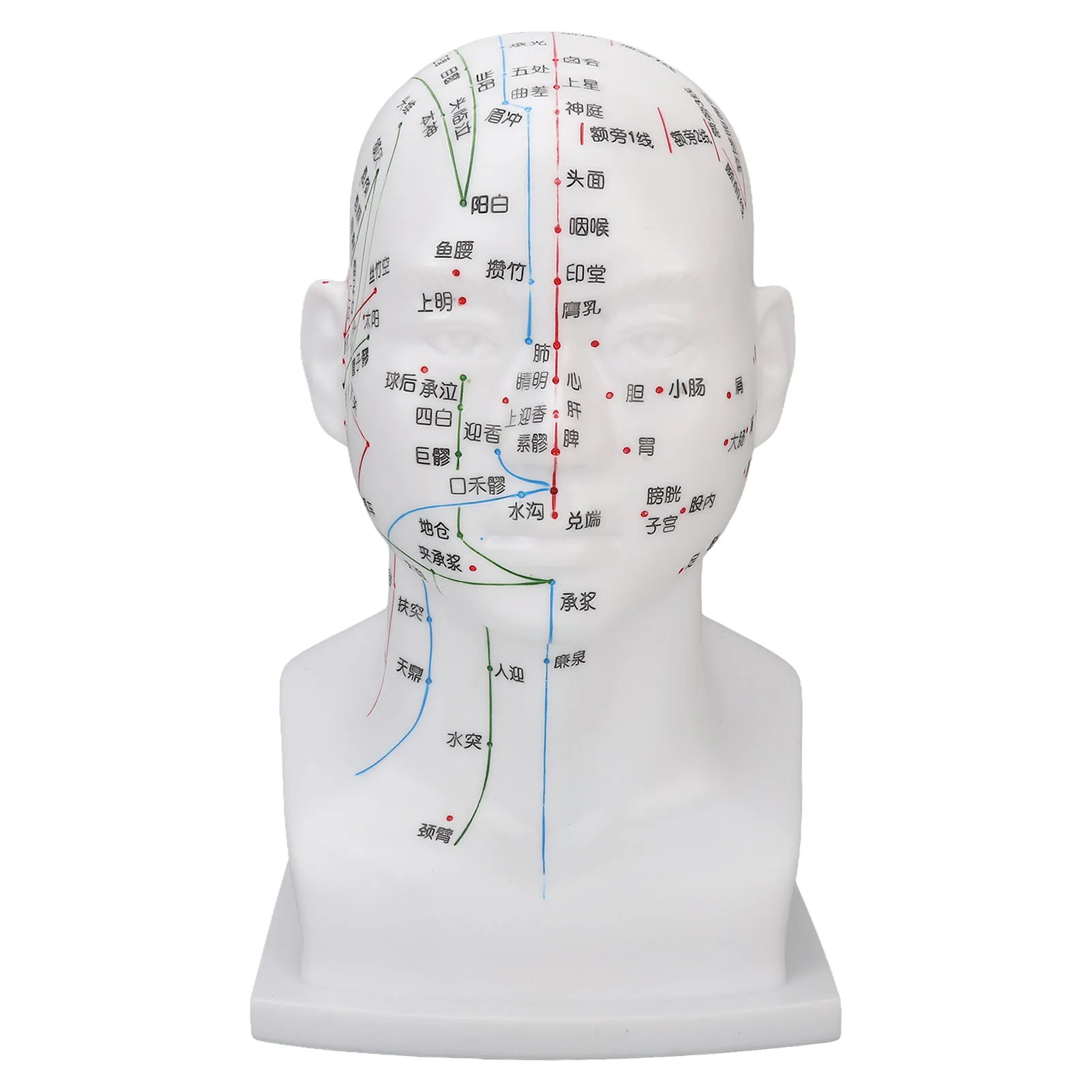 Meridians Head Model Decoration Acupuncture Point Head Model 11.8 Inch PVC Practice Teaching Soft for Massage Shop for Novice
Meridians Head Model Decoration Acupuncture Point Head Model 11.8 Inch PVC Practice Teaching Soft for Massage Shop for Novice