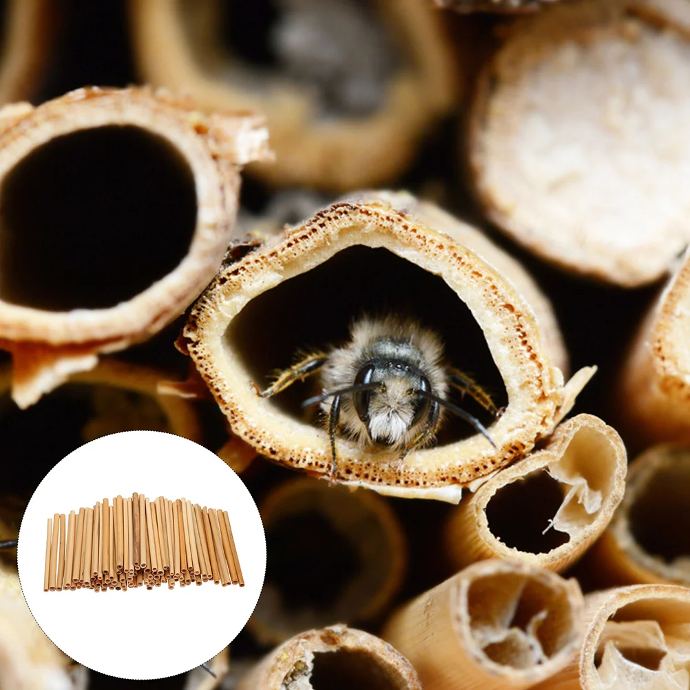 50Pcs Refill Bee Tubes for Beehive Natural Bee Tubes Natural Reed Pipes Beehive Tubes Inserts
50Pcs Refill Bee Tubes for Beehive Natural Bee Tubes Natural Reed Pipes Beehive Tubes Inserts