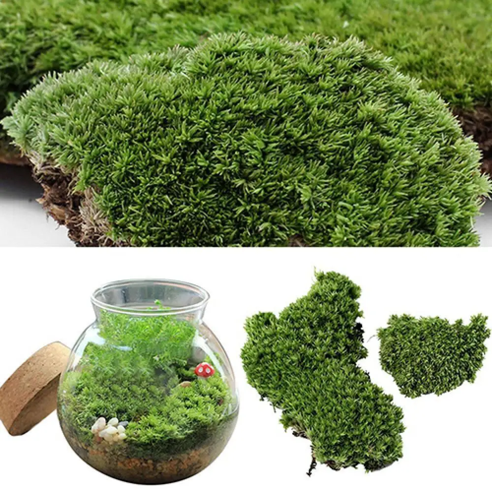 Mini Decoration Ornament Home Party Artificial Green Grass Moss Plant Miniature Artificial Plant miniature Vegetation moss Veget
Mini Decoration Ornament Home Party Artificial Green Grass Moss Plant Miniature Artificial Plant miniature Vegetation moss Veget