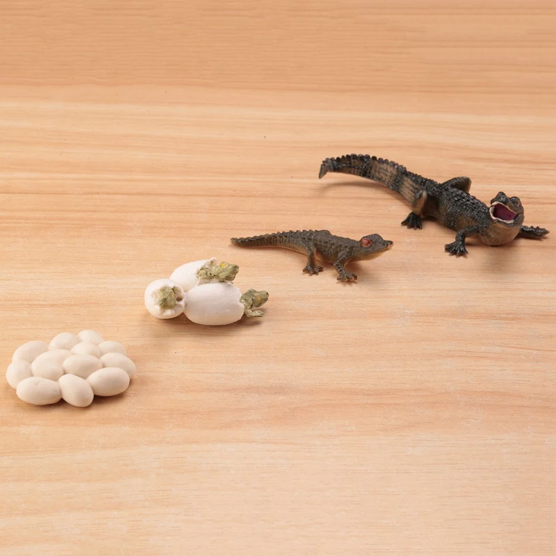 Simulation Alligator Animal Growth Life Cycle Model Kids Child Pre-School Education Cognitive Biology Toys
Simulation Alligator Animal Growth Life Cycle Model Kids Child Pre-School Education Cognitive Biology Toys
