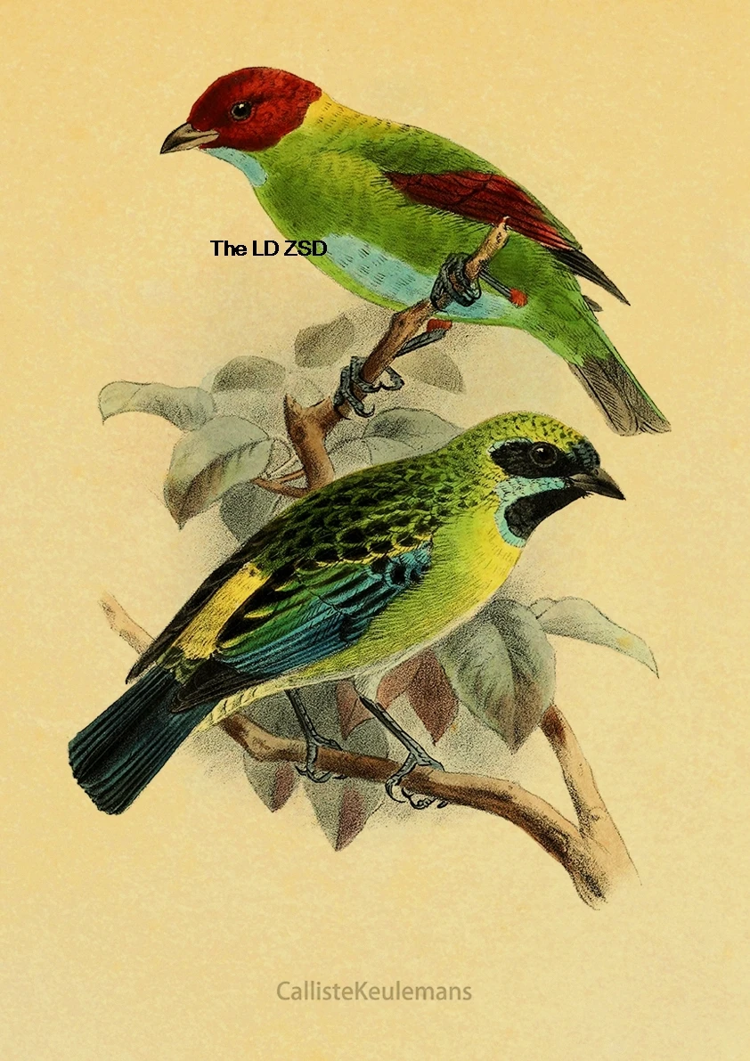 Винтажный постер с птицами и цветами Lanxihaibao
Винтажный постер с птицами и цветами Lanxihaibao