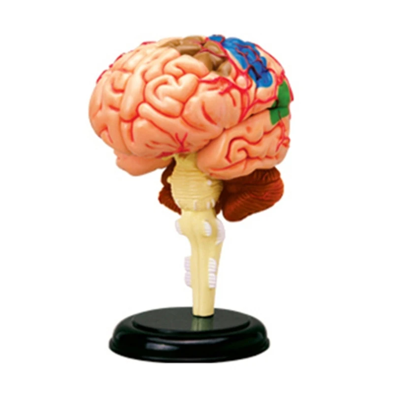 Human Display Medical Model for Neuroscience Teaching Anatomical Model
Human Display Medical Model for Neuroscience Teaching Anatomical Model