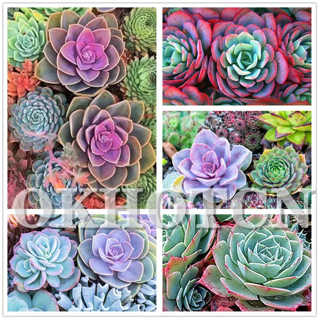 Diy Succulent Plants Flowers Diamond Painting Full Drill Diamond Embroidery Cross Stitch Mosaic Art Home Decor Wall Sticker Gift
Diy Succulent Plants Flowers Diamond Painting Full Drill Diamond Embroidery Cross Stitch Mosaic Art Home Decor Wall Sticker Gift