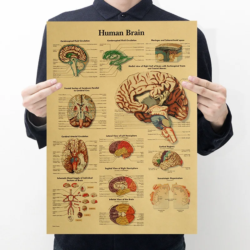 Human Body Illustration - Brain Kraft paper retro poster classroom Museum decorative painting
Human Body Illustration - Brain Kraft paper retro poster classroom Museum decorative painting