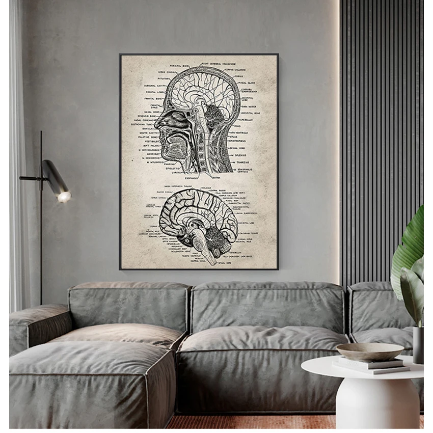 Canvas Art Prints Neuroscience Human Anatomy Painting Doctors Office Wall Art Decor Vintage Human Head And Brain Anatomy
Canvas Art Prints Neuroscience Human Anatomy Painting Doctors Office Wall Art Decor Vintage Human Head And Brain Anatomy