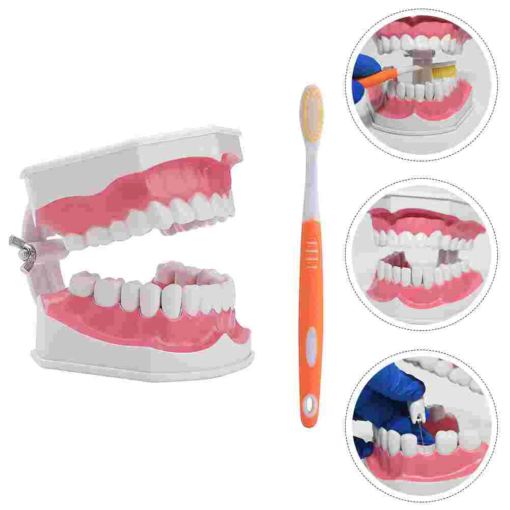 1 Set of Model Teaching Study Brushing Model Tools with Aid Tool for Kids Mouth Care
1 Set of Model Teaching Study Brushing Model Tools with Aid Tool for Kids Mouth Care