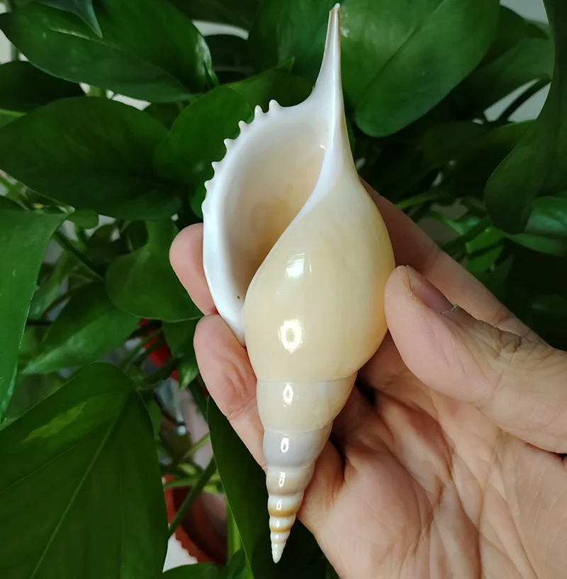 1PC Martin Tibia Natural Conch Shells Great for Beach Theme Party Home Decor Shell Home Decoration for DIY Crafts Approx 12-14CM
1PC Martin Tibia Natural Conch Shells Great for Beach Theme Party Home Decor Shell Home Decoration for DIY Crafts Approx 12-14CM