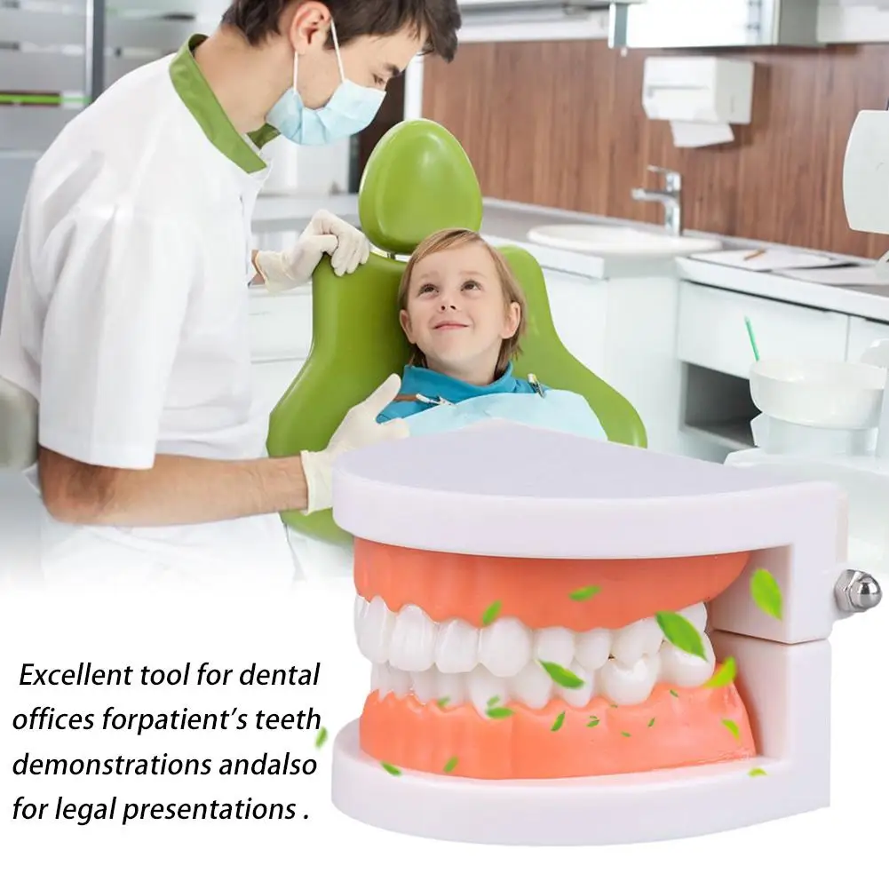 Standard Dental Teaching Model Teeth Teaching Model Study Teeth Educational Structure On Demonstration Of Tool Oral The Den O1T8 
Standard Dental Teaching Model Teeth Teaching Model Study Teeth Educational Structure On Demonstration Of Tool Oral The Den O1T8