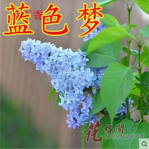 100 шт. сиреневый
100 шт. сиреневый