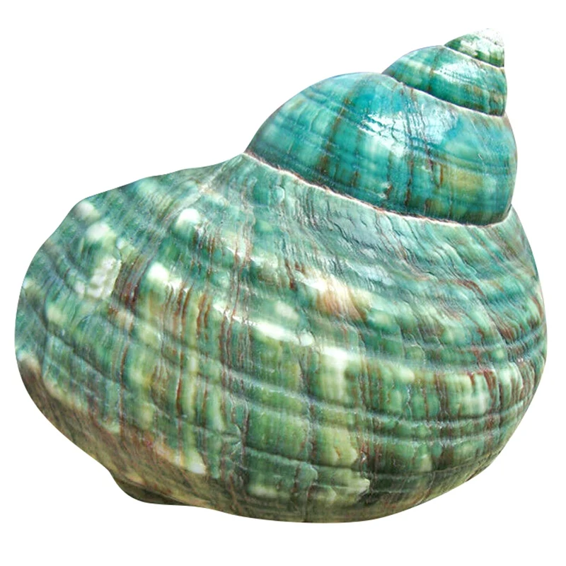 10CM Green Turbo Natural Rare Real Sea Shell Conch Stunning Healing Decor Ocean 1Pcs 
10CM Green Turbo Natural Rare Real Sea Shell Conch Stunning Healing Decor Ocean 1Pcs