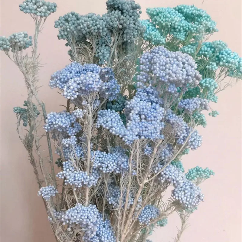 50g Natural Millet Fruit Dried Flower Artificial Flowers Garden Wedding Centerpieces Home Decoraction luxury Pampas Pink
50g Natural Millet Fruit Dried Flower Artificial Flowers Garden Wedding Centerpieces Home Decoraction luxury Pampas Pink
