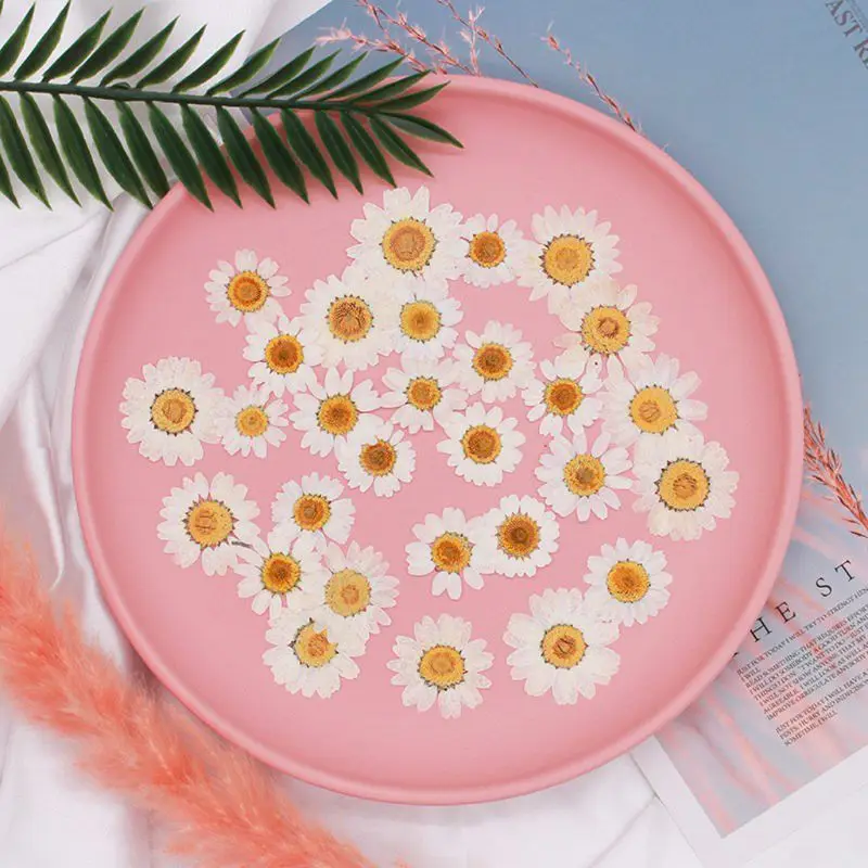 100 Pcs Natural Dried White Daisy Flowers For Resin Jewelry Nail Stickers Makeup Art Crafts Real Natural Pressed Flowers
100 Pcs Natural Dried White Daisy Flowers For Resin Jewelry Nail Stickers Makeup Art Crafts Real Natural Pressed Flowers