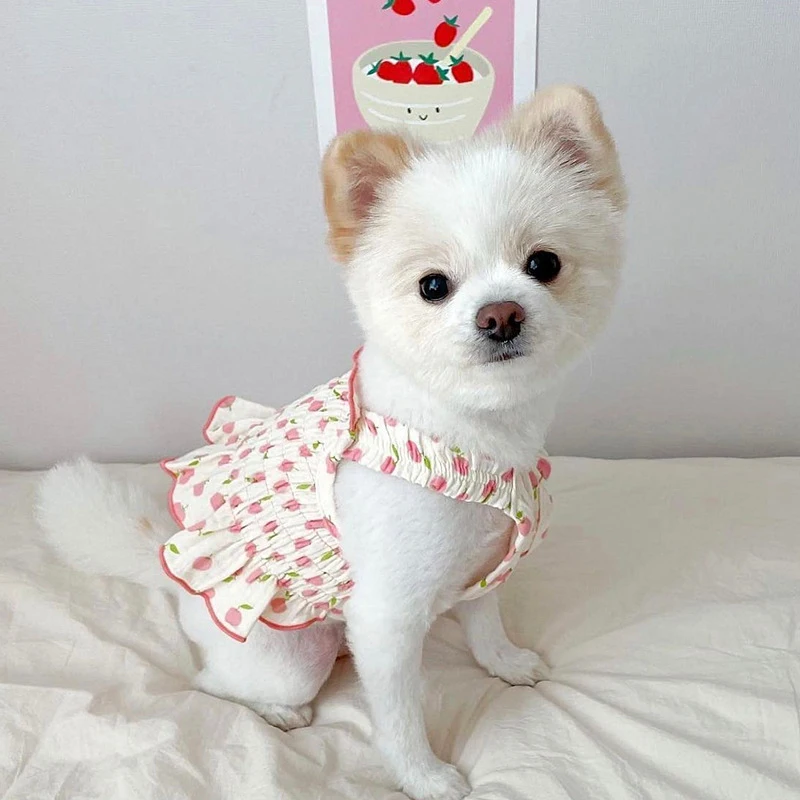 Sweet Strawberry Dress Pet Dog Clothes Cat Suspenders Clothing Dogs Small Chihuahua Summer Pink Breathable Girl Boy Chihuahua
Sweet Strawberry Dress Pet Dog Clothes Cat Suspenders Clothing Dogs Small Chihuahua Summer Pink Breathable Girl Boy Chihuahua