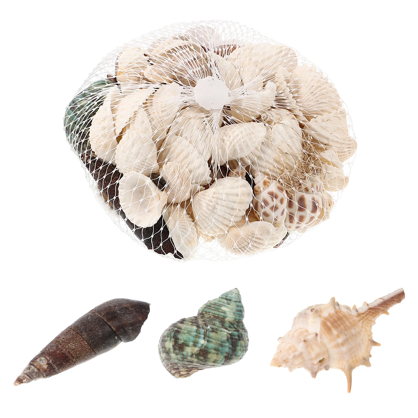 

Seashells Decor Shell Sea Conch Natural Scallop Shells Ornament Craft Aquarium Ornaments Diy Tank Fish Charms Wedding Beach Tiny