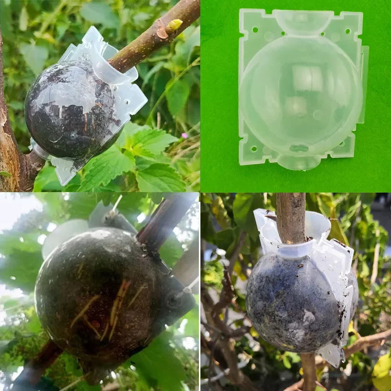 New 1/10pcs Plant Rooting growing Ball Grafting Root Box case nursery tray Breeding tree seeding Graft Case Container cup Tools2
New 1/10pcs Plant Rooting growing Ball Grafting Root Box case nursery tray Breeding tree seeding Graft Case Container cup Tools2
