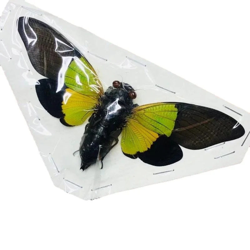 The winged specimen of the green cicada trengganua Sybylla has been known as the beetle Hymenoptera home decorationaccessories
The winged specimen of the green cicada trengganua Sybylla has been known as the beetle Hymenoptera home decorationaccessories