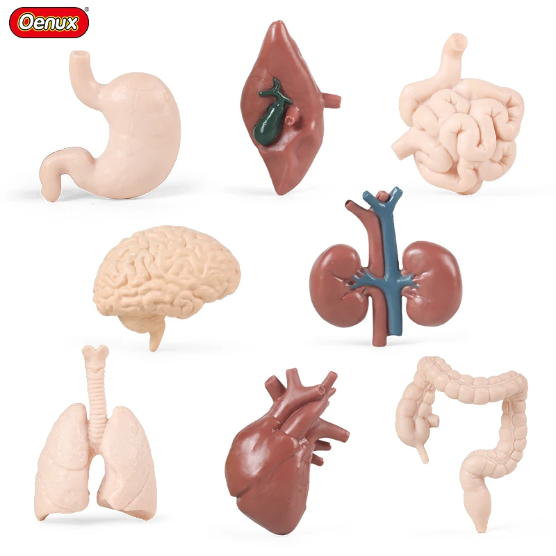 Oenux 8PCS Human Body Anatomy Simulation Learning Organ Assembled Toy Action Figures Model Figurine Early Education Kid Gift
Oenux 8PCS Human Body Anatomy Simulation Learning Organ Assembled Toy Action Figures Model Figurine Early Education Kid Gift