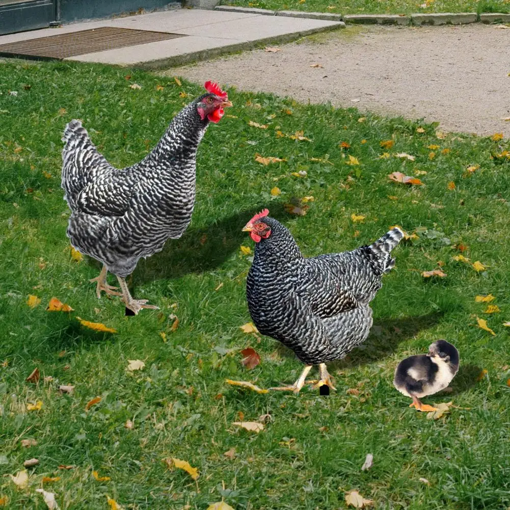 Ground Stake 3Pcs Unique Creative Lightweight Three-dimensional Chicken Garden Ornament Outdoor Supply
Ground Stake 3Pcs Unique Creative Lightweight Three-dimensional Chicken Garden Ornament Outdoor Supply