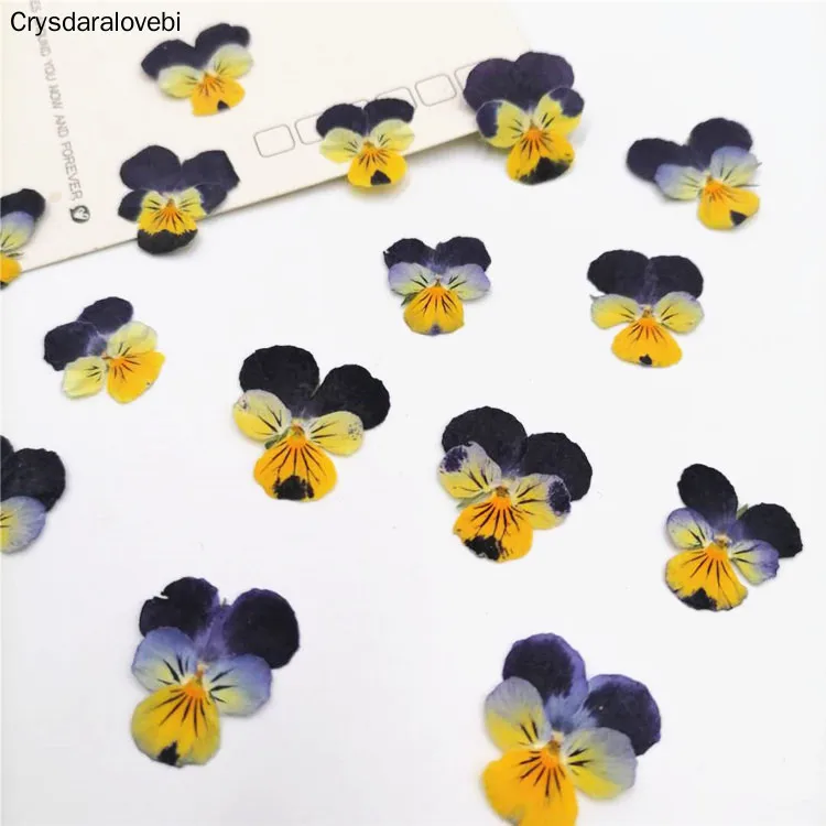 120pcs Dried Pressed Pansy Corydalis Suaveolens Hance Flower + Leaves Plants Herbarium For Jewelry Postcard Making New 
120pcs Dried Pressed Pansy Corydalis Suaveolens Hance Flower + Leaves Plants Herbarium For Jewelry Postcard Making New