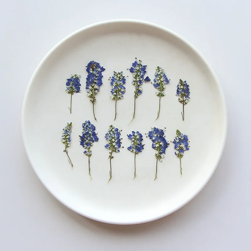 120pcs Pressed Dried Salvia japonica Flower Herbarium For Resin Epoxy Jewelry Card Bookmark Frame Phone Case Face Makeup Lamp
120pcs Pressed Dried Salvia japonica Flower Herbarium For Resin Epoxy Jewelry Card Bookmark Frame Phone Case Face Makeup Lamp