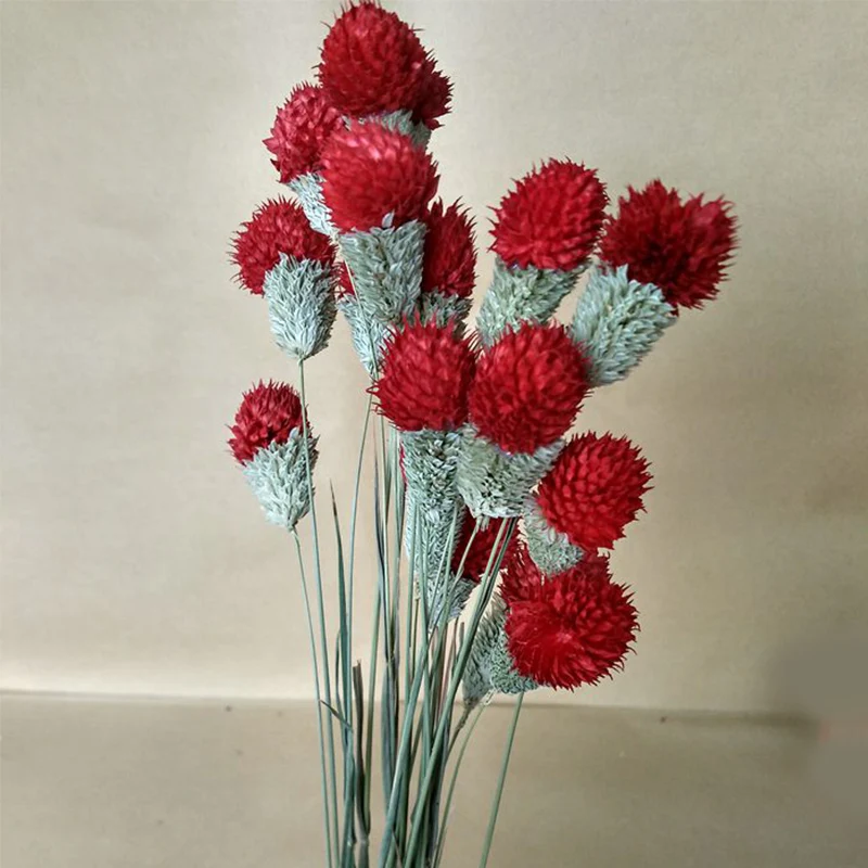 10pcs Dried Flowers Natural Dried Berry Flowers DIY Flower Display Rabbit Grass Plants Wedding Bouquet Home Party Decoration
10pcs Dried Flowers Natural Dried Berry Flowers DIY Flower Display Rabbit Grass Plants Wedding Bouquet Home Party Decoration