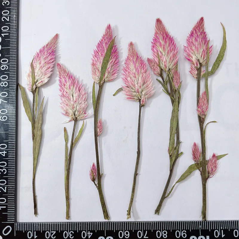 прессованные сушеные Celosia Cristata L. стебель цветок растение гербарий для ювелирных изделий открытка пригласительный билет чехол для телефона закладка