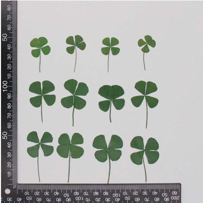 24PCS Decorative Real Natural Dried Grass Pressed Lucky Clover Branches,Small dry Plants For DIY Craft Resin Jewellery,Candles
24PCS Decorative Real Natural Dried Grass Pressed Lucky Clover Branches,Small dry Plants For DIY Craft Resin Jewellery,Candles