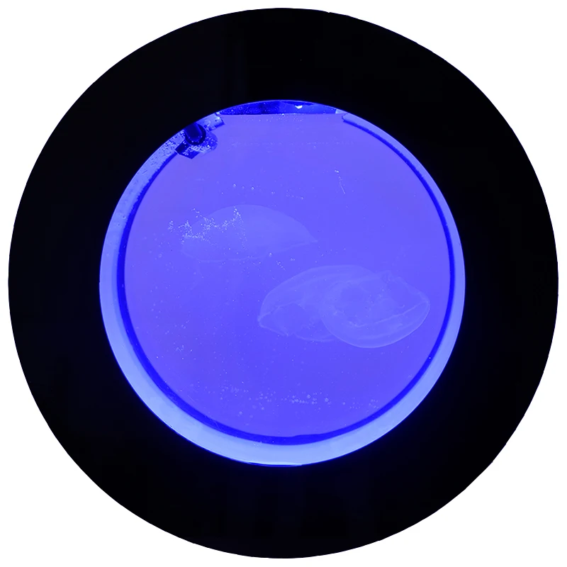Desktop Acrylic Jellyfish Tank Small Aquarium Household Gift Round Aquarium Creative Fish Tank Aquariums
Desktop Acrylic Jellyfish Tank Small Aquarium Household Gift Round Aquarium Creative Fish Tank Aquariums