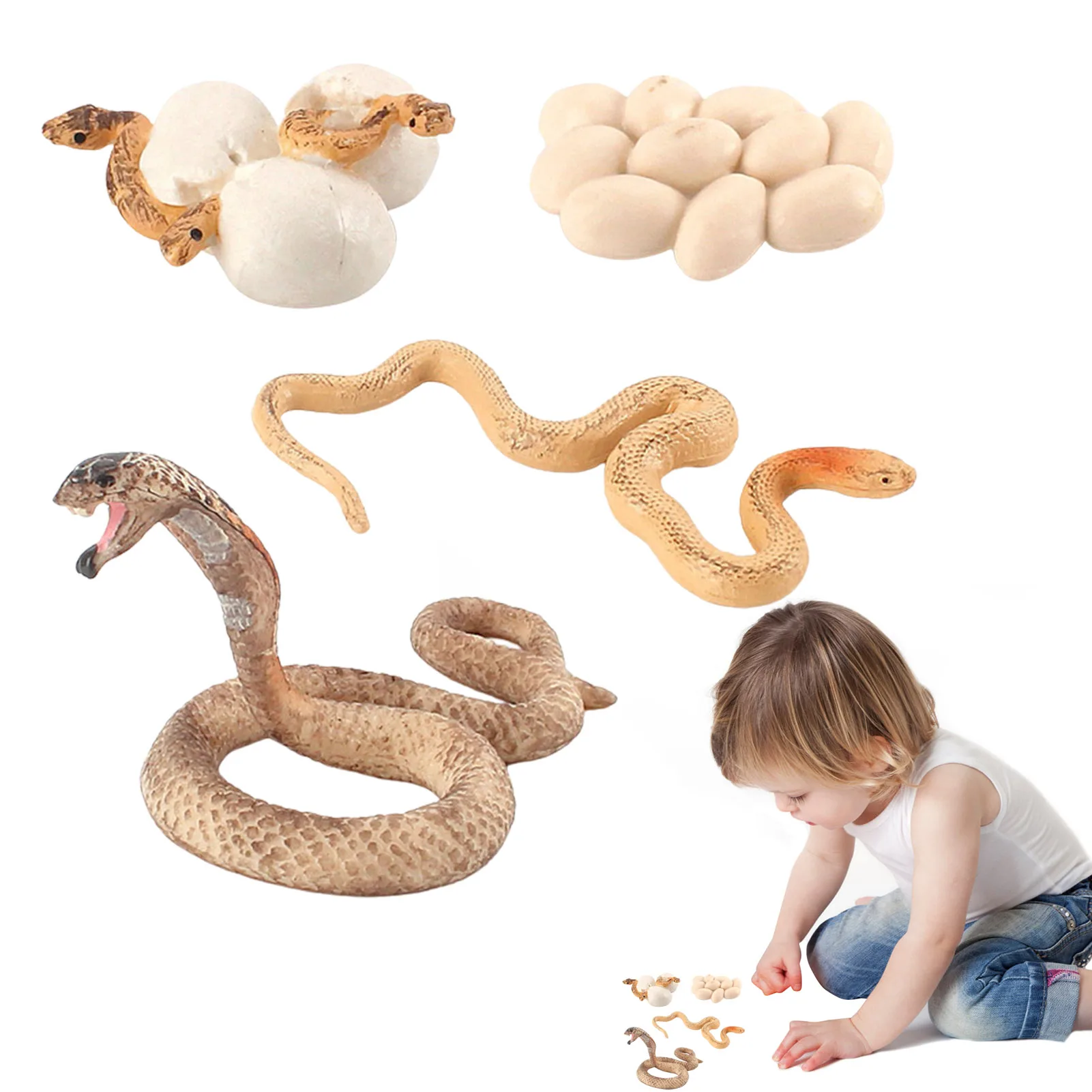 Snake Growth Cycle Snake Life Cycle Model Toy Set Snake Egg Model Snake Cub Model Toy Teaching Education Props For Kids Children
Snake Growth Cycle Snake Life Cycle Model Toy Set Snake Egg Model Snake Cub Model Toy Teaching Education Props For Kids Children