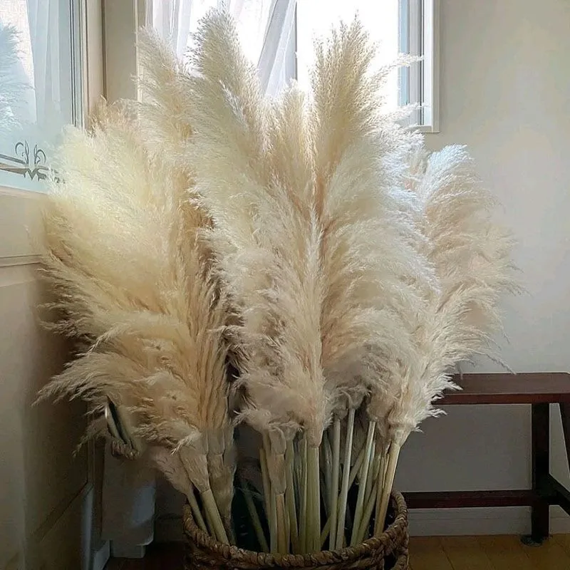 80-140cm Pampas Grass Large Tall xxl Fluffy Pampas Dried Flowers Boho Decor Plant for Vase Home Wedding Decor Flower Arrangement
80-140cm Pampas Grass Large Tall xxl Fluffy Pampas Dried Flowers Boho Decor Plant for Vase Home Wedding Decor Flower Arrangement