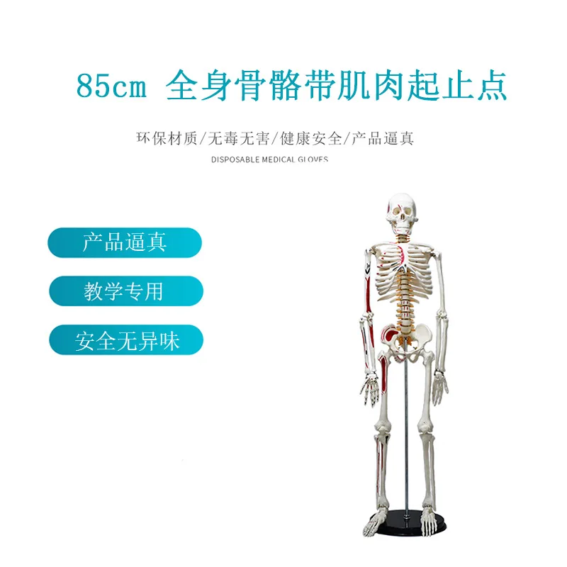 45Cm 85Cm Human Skeleton Model Movable Teaching Model With Bracket Skeleton Skeleton Model Medical Color
45Cm 85Cm Human Skeleton Model Movable Teaching Model With Bracket Skeleton Skeleton Model Medical Color