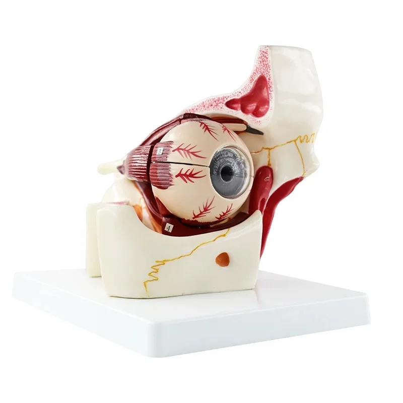 3X Eyeball Model Enlarged Model Of Eyeball Orbit Anatomical Model Extraocular Muscles Structural Demonstration Teaching Medicine
3X Eyeball Model Enlarged Model Of Eyeball Orbit Anatomical Model Extraocular Muscles Structural Demonstration Teaching Medicine