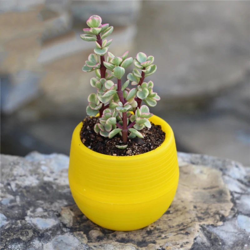 

1pc Mini Flowerpot Indoor Garden For Succulent Plant Pot Colourful Plastic Plant Flower Pot Garden Home Office Derocation