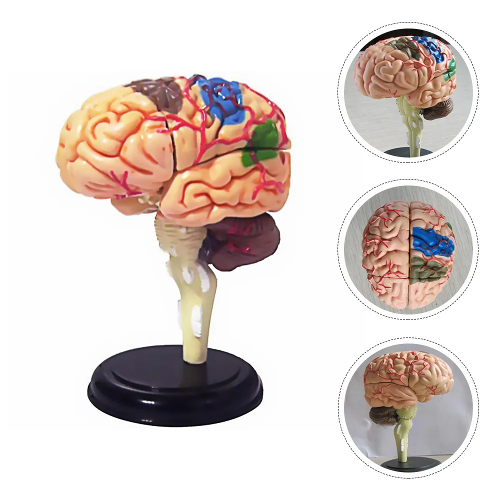 1pc Anatomy Model Human Brain Model Neuroscience Study Science Model Teaching Brain Model
1pc Anatomy Model Human Brain Model Neuroscience Study Science Model Teaching Brain Model