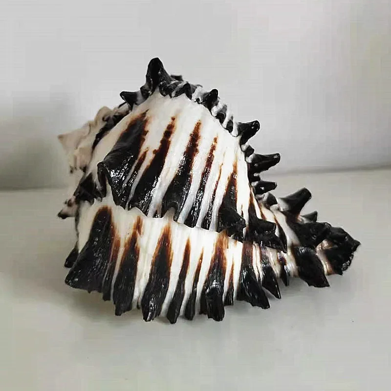 Натуральные раковины 9-11 см для украшения аквариума
Натуральные раковины 9-11 см для украшения аквариума