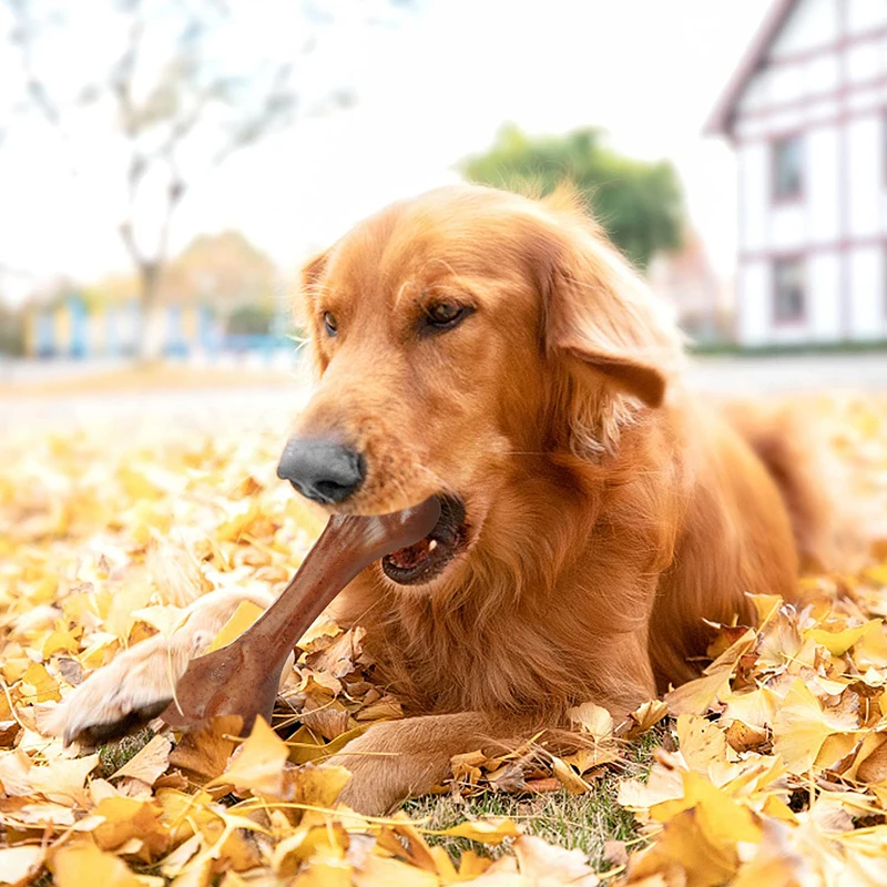 Non Toxic Dog Bone Chew Toy Creative Puppy Aggressive Chewers Anti-bite Cat Dental Care Stick Tool Home Pet Product Accessories
Non Toxic Dog Bone Chew Toy Creative Puppy Aggressive Chewers Anti-bite Cat Dental Care Stick Tool Home Pet Product Accessories